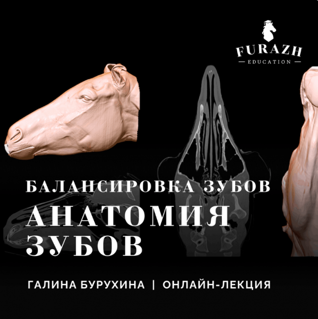 Лекция: Балансировка зубов лошади по методу Natural Balance Dentistry_Часть 1. Анатомия зубов